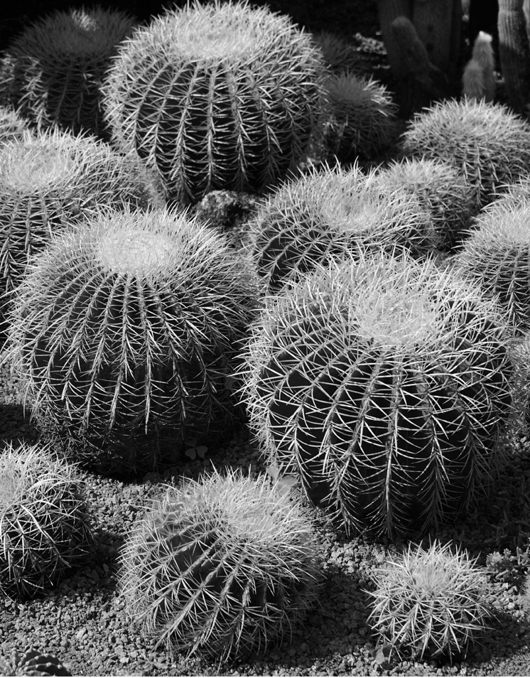 A black and white image of drought friendly cacti.